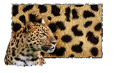 Coloring jaguar.png