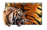 Tiger paint.png